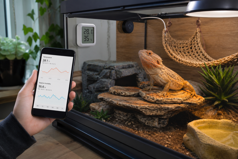 Keeper reviewing terrarium environment readings on a phone
