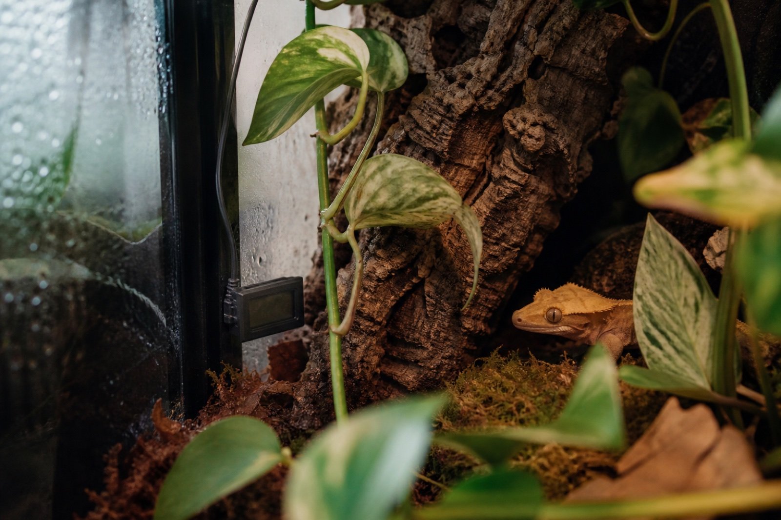 Temperature and humidity sensor inside a planted gecko terrarium